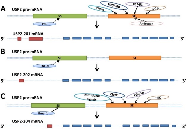Schematic represents the factors involved in the USP2's alternative splicing.jpg